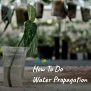 How To Do Water Propagation