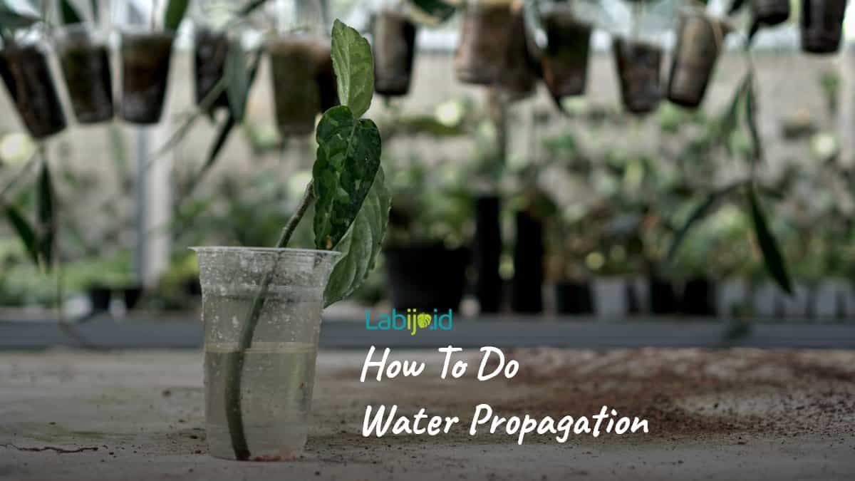 How To Do Water Propagation