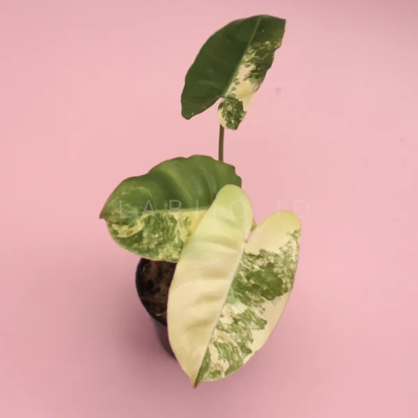 buy philodendron burle marx variegated