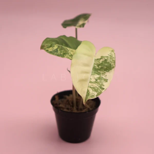 philodendron burle marx variegated