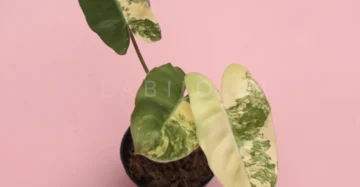 rare philodendron burle marx variegated