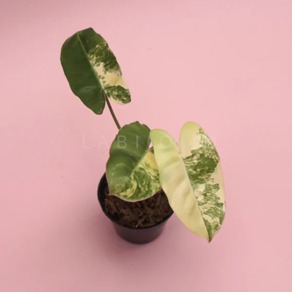 rare philodendron burle marx variegated