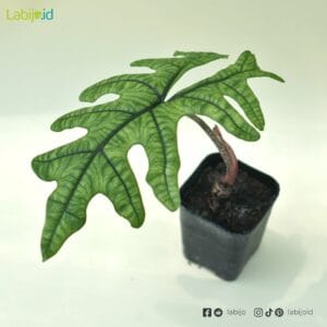 Alocasia Jacklyn Leaf