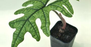 Alocasia Jacklyn Leaf