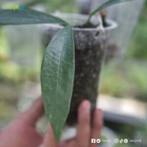 Hoya Sulawesiana Green for sale