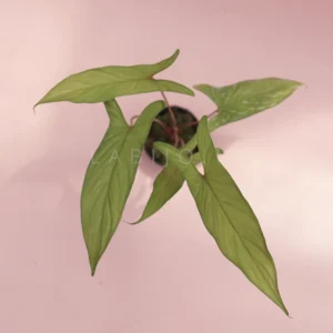 Homalomena Corong sp with 4 leaves