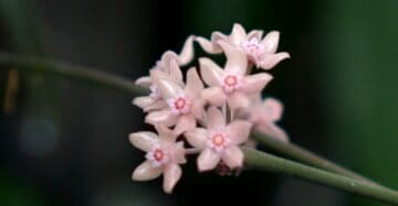Hoya Macrophylla Flower