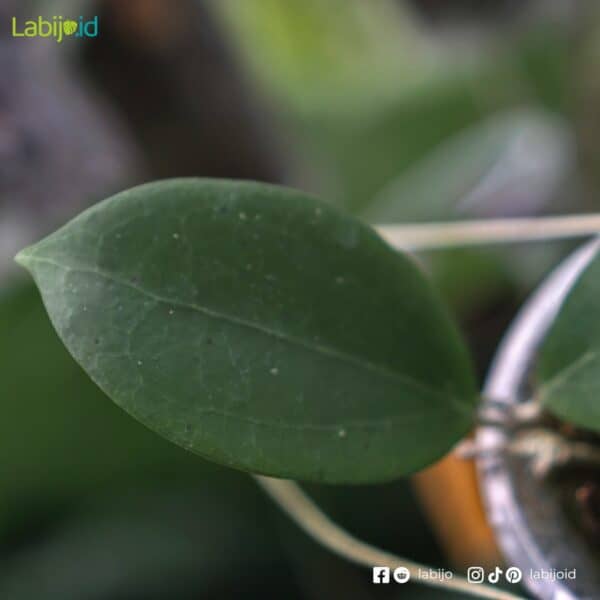 Hoya Paulshirleyi Leaves
