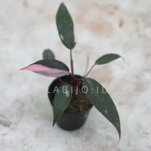 Philodendron Pink Princess Rare Houseplant