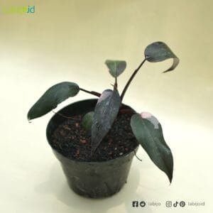 philodendron pink princess online