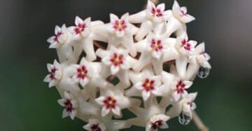 Hoya Sp Sulawesi Flower