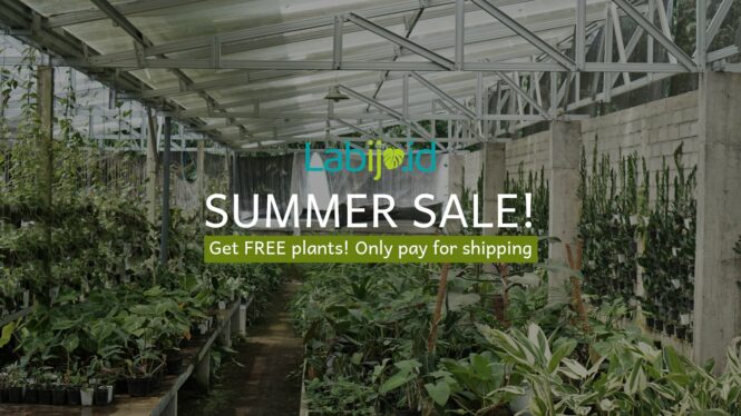 Summer Sale Plants