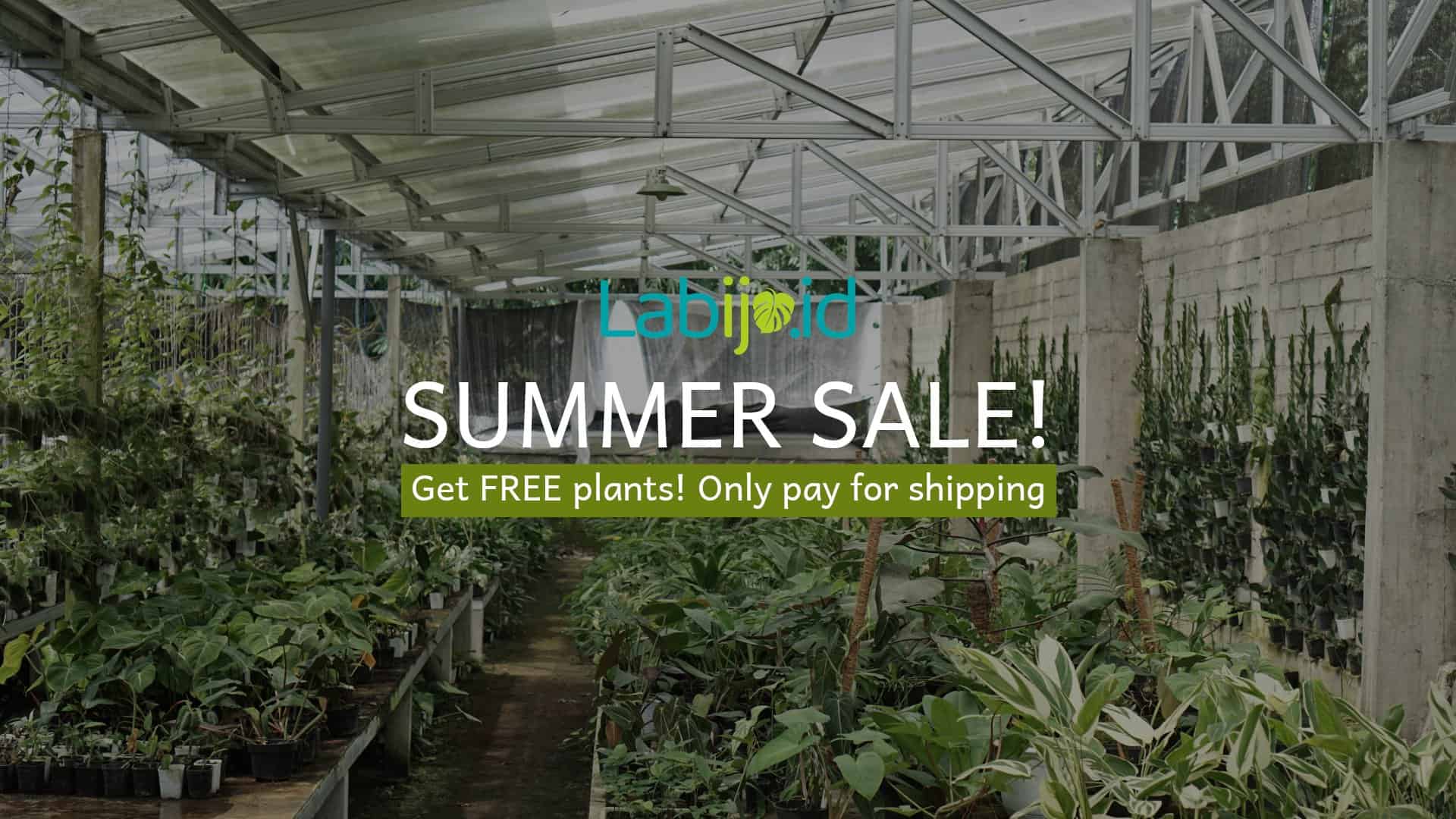 Summer Sale - Free Plants