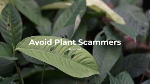 avoid plant scammers from Indonesia