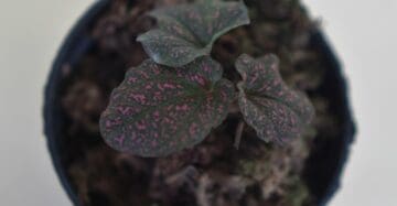 Rare Piper Pink Spot Plants