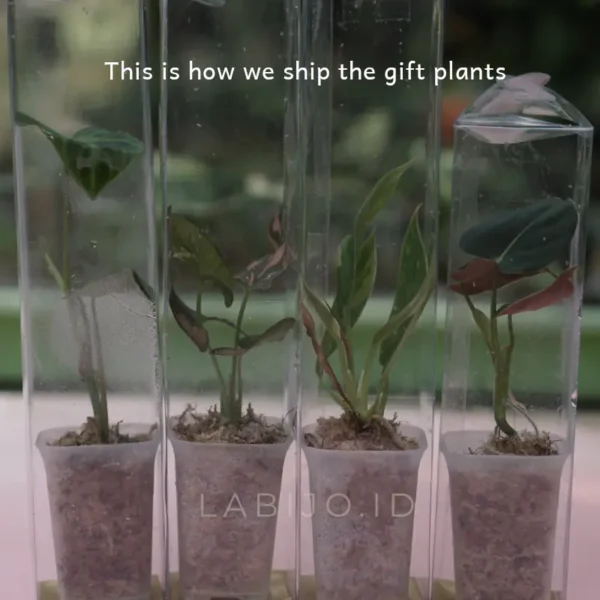 Plant Gift Delivery