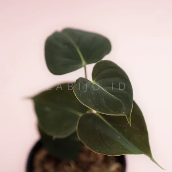 Buy Philodendron Lupinum