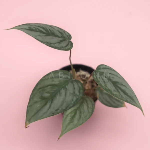 Buy Philodendron brandtianum
