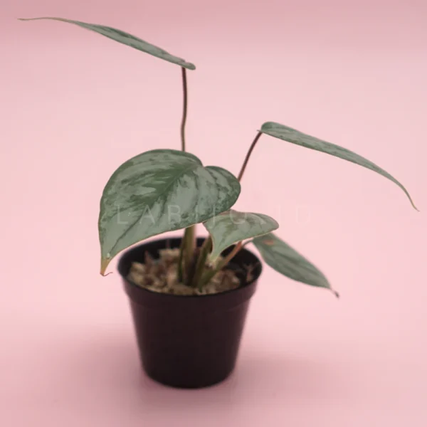 Philodendron brandtianum for sale