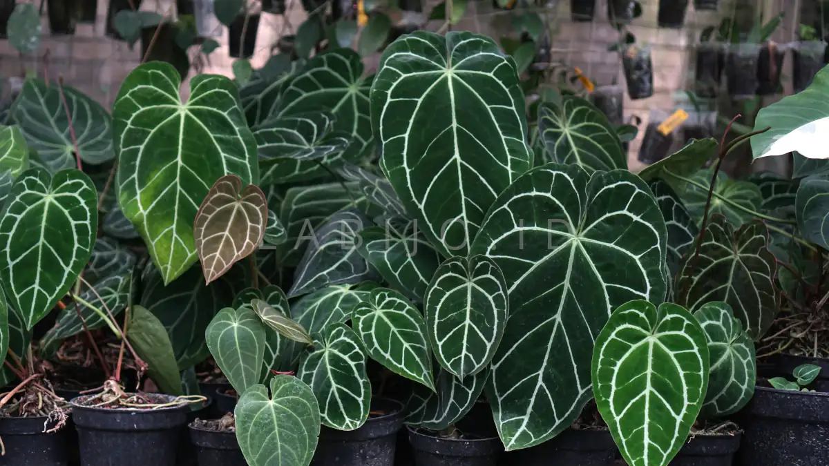 Wholesale Tropical Plants