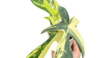Florida beauty philodendron