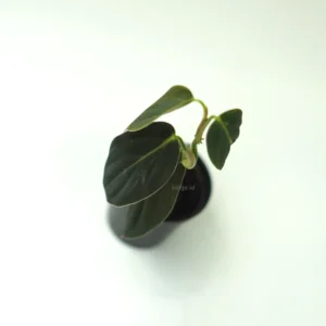 Philodendron Gigas for Sale