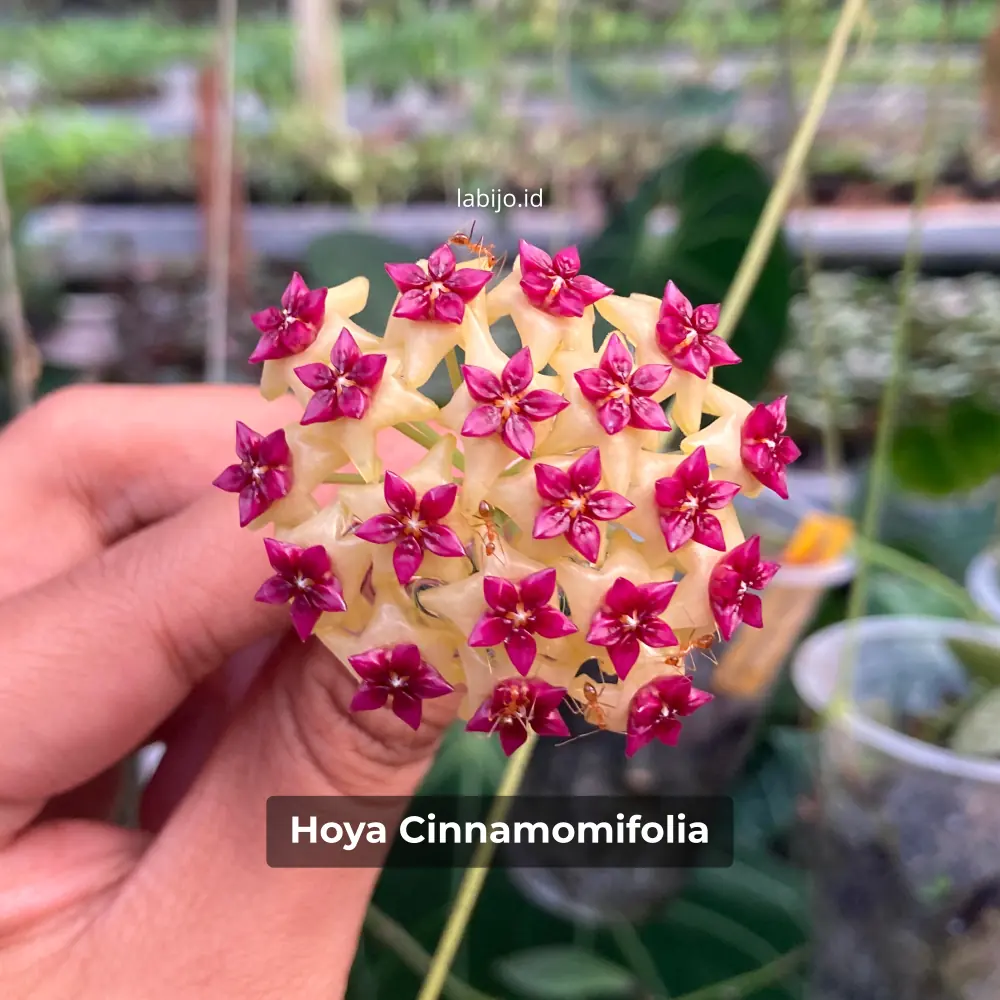 Hoya Cinnamomifolia Flower Bloom