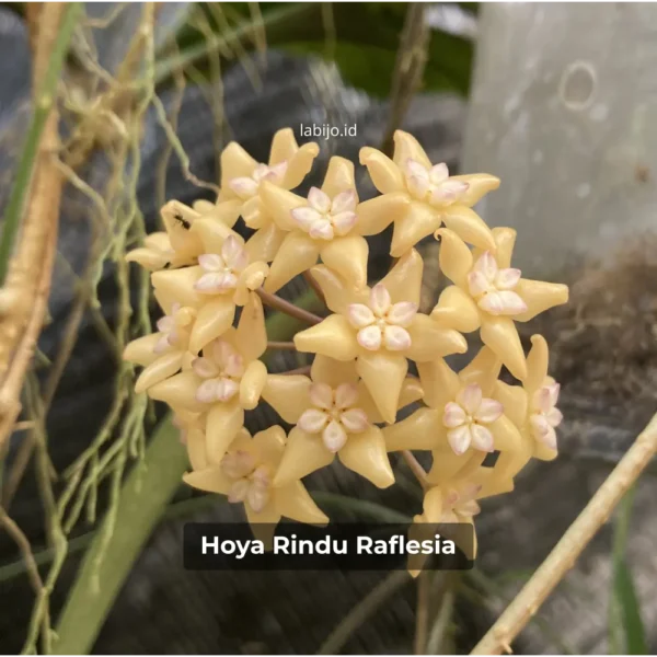Hoya Rindu Raflesia Flower Bloom