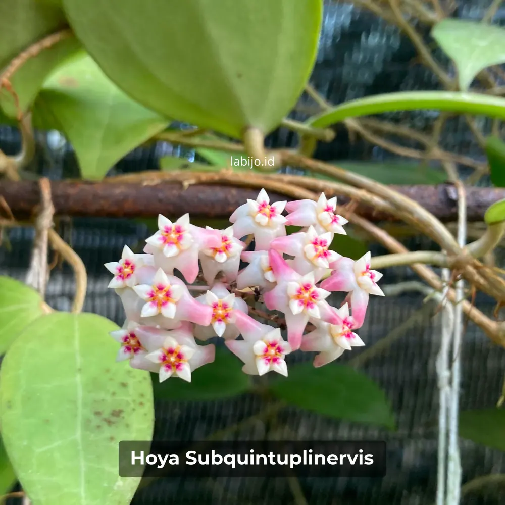 Hoya Subquintuplinervis Flower Bloom