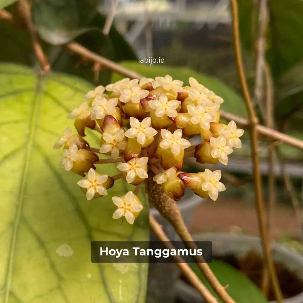 Hoya Tanggamus Flower Bloom