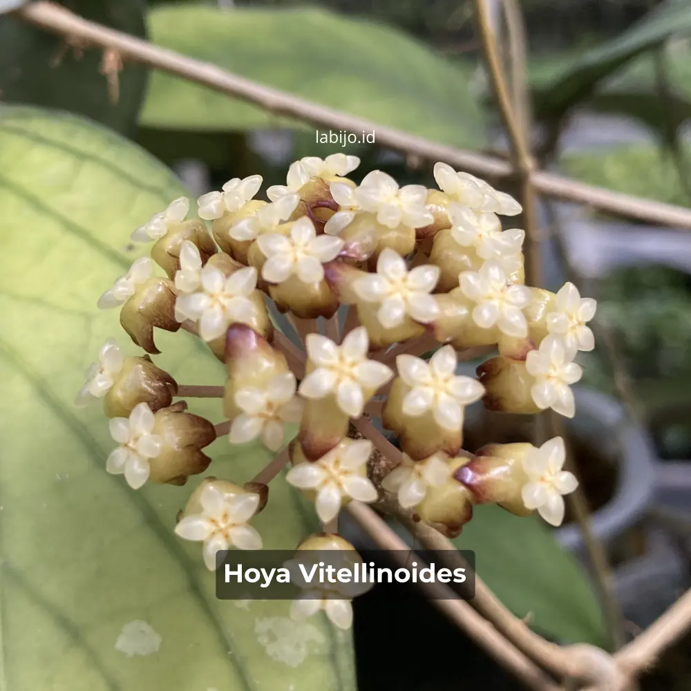 Hoya Vitellinoides Flower Bloom