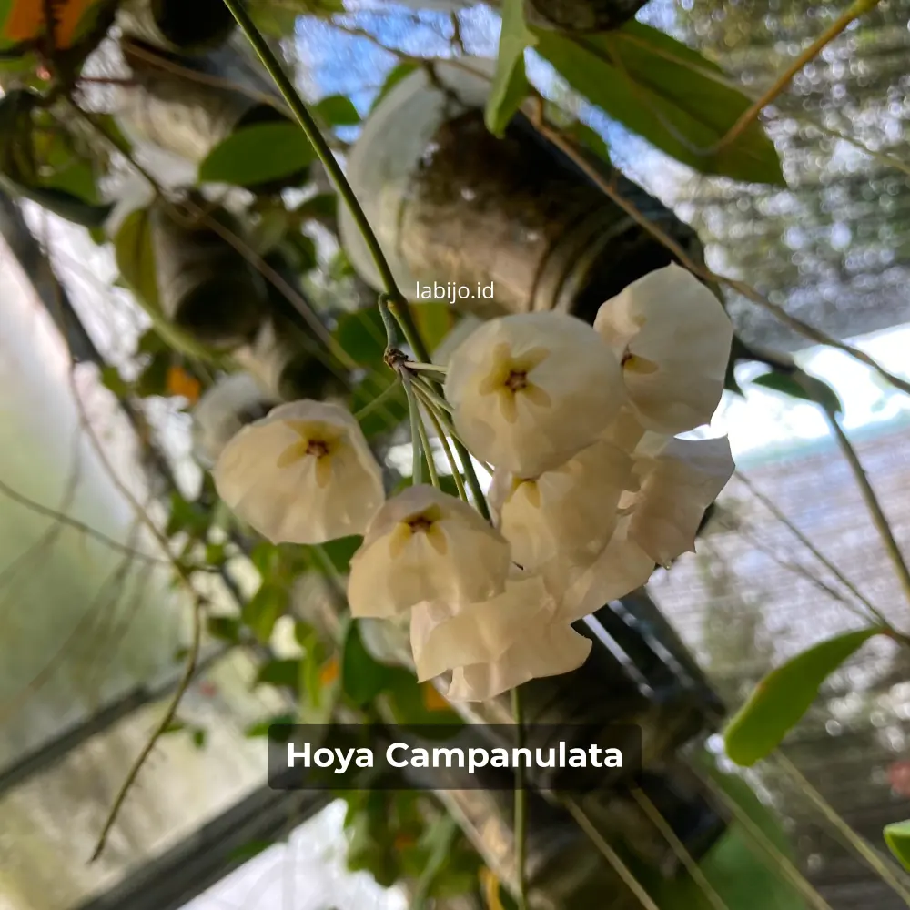 Hoya campanulata flower bloom