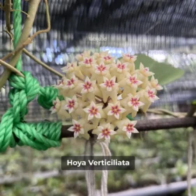 Hoya Verticiliata