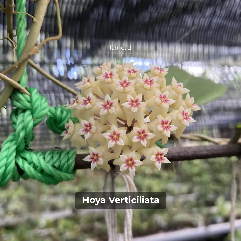 Hoya Verticillata Flower Bloom