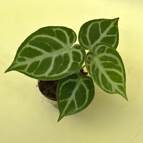 Anthurium Dorayaki with 4 leaves