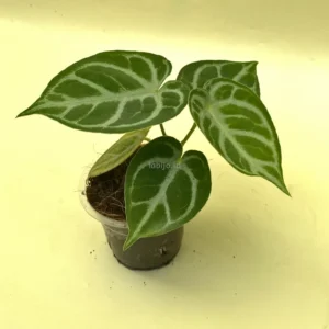 Anthurium Dorayaki Plants