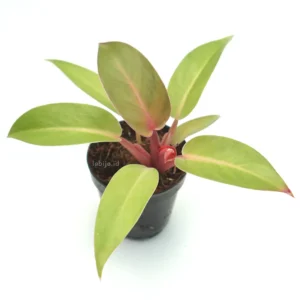 Philodendron Jose Buono Hybrid Red