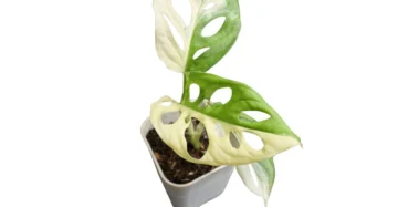 Monstera adansonii albo japan var