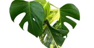 Monstera deliciosa aurea