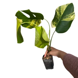 Monstera deliciosa aurea var