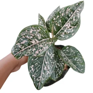 Aglaonema toms pride