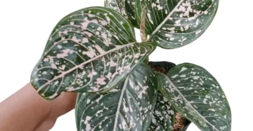 Aglaonema toms pride