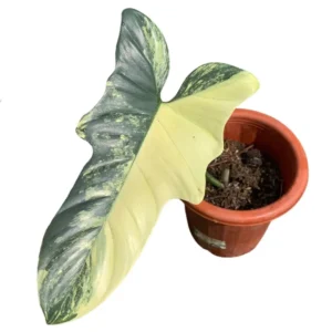 Philodendron violin variegated