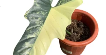 Philodendron violin variegated