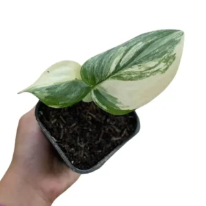 Scindapsus rubicon variegated