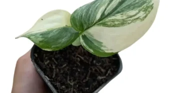 Scindapsus rubicon variegated