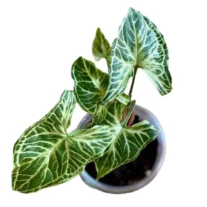 Syngonium batik
