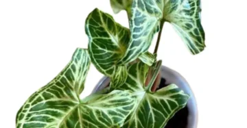 Syngonium batik