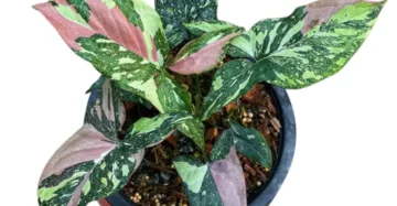 Syngonium tricolor