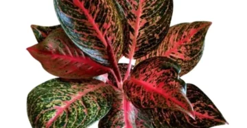 Aglaonema tiara